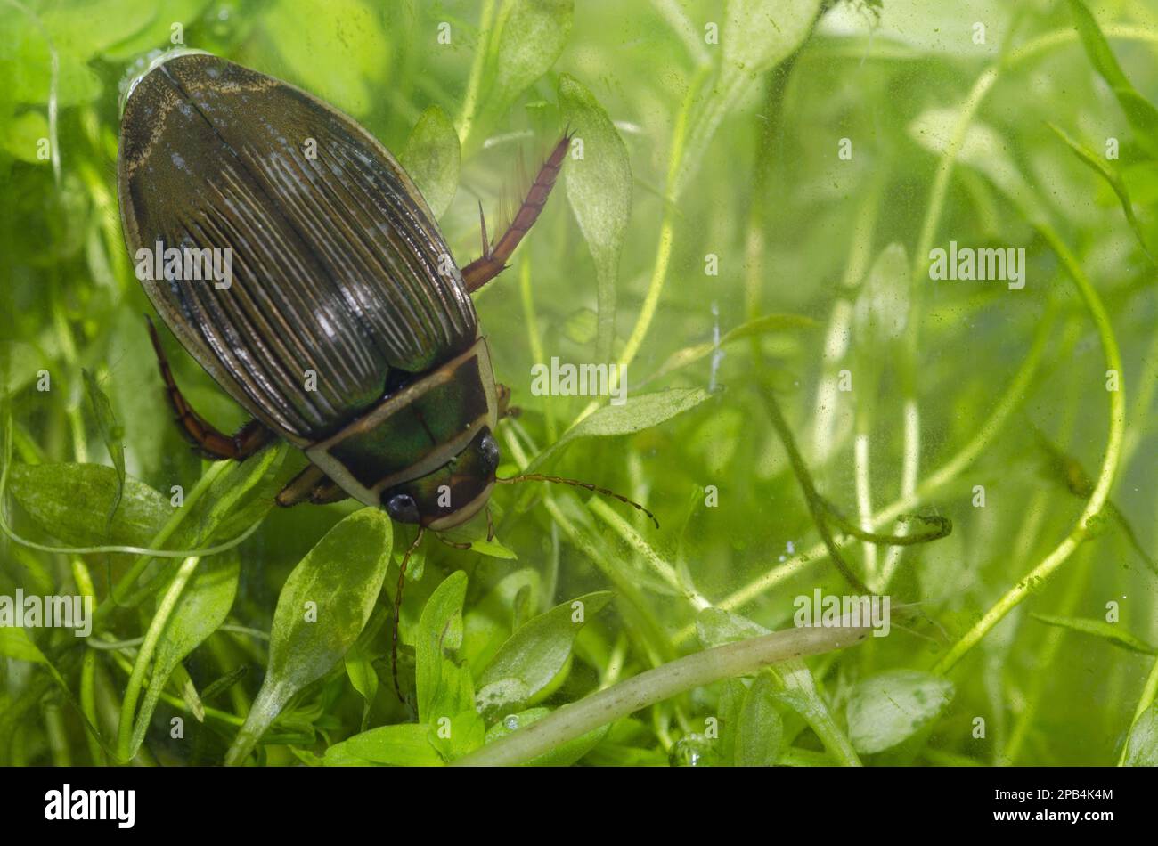 Great diving beetle (Dytiscus marginalis), Dytiscidae, Other animals