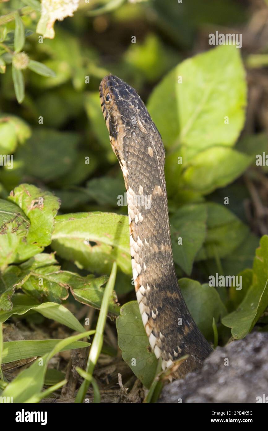 Southern swimming snake, Banded water snake, Southern swimming snakes
