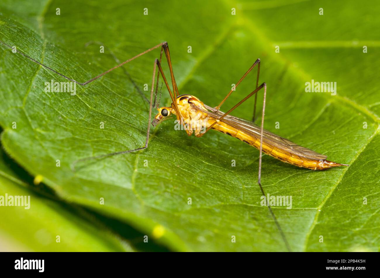 Spotted Cranefly (Nephrotoma appendiculata) adult, resting on leaf in garden, Thirsk, North Yorkshire, England, United Kingdom, Europe Stock Photo