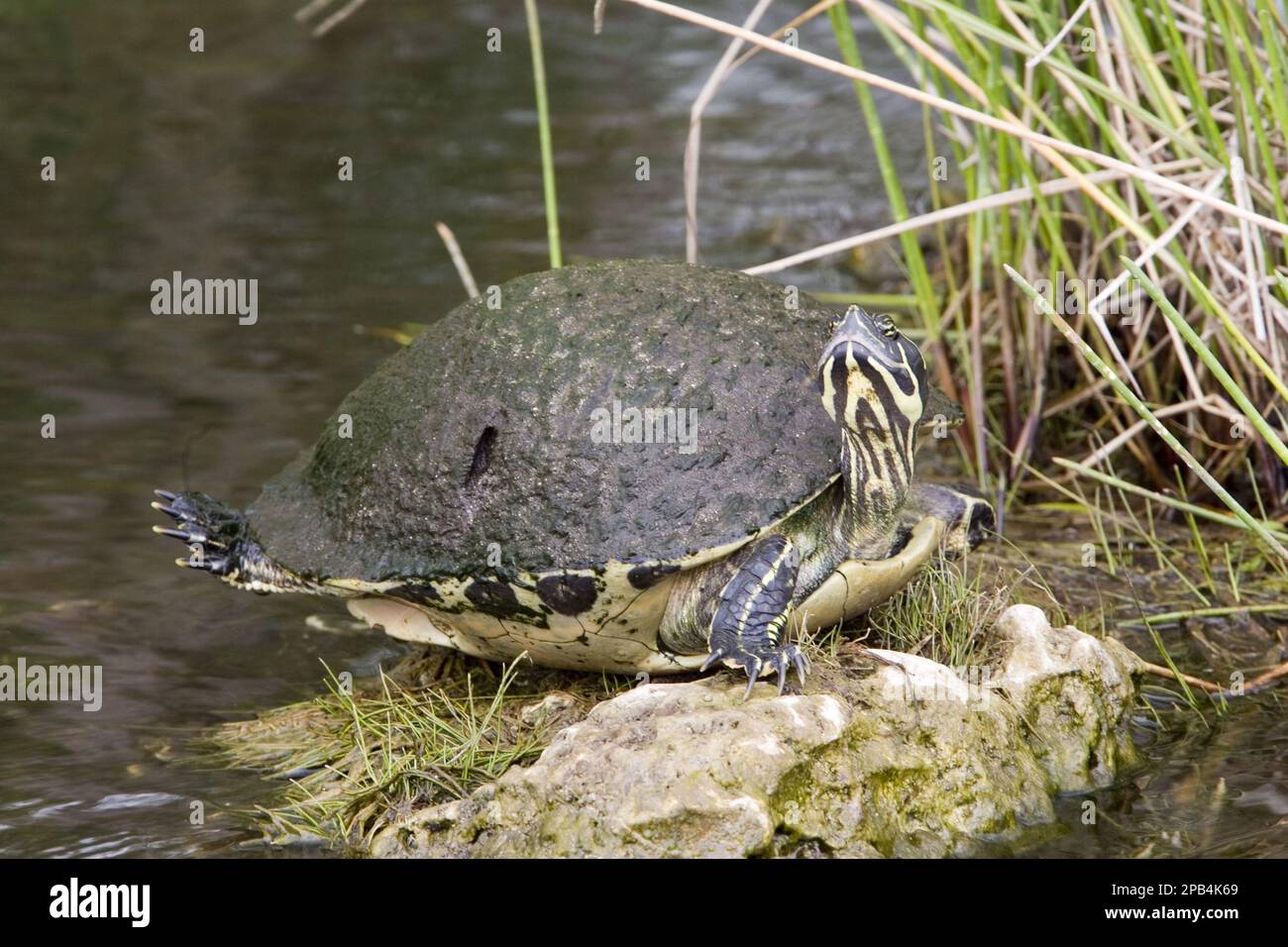 (Pseudemys rubriventris) nelsoni, florida red-bellied cooter (Pseudemys nelsoni), red-bellied ornamental turtles, red-bellied ornamental turtles Stock Photo