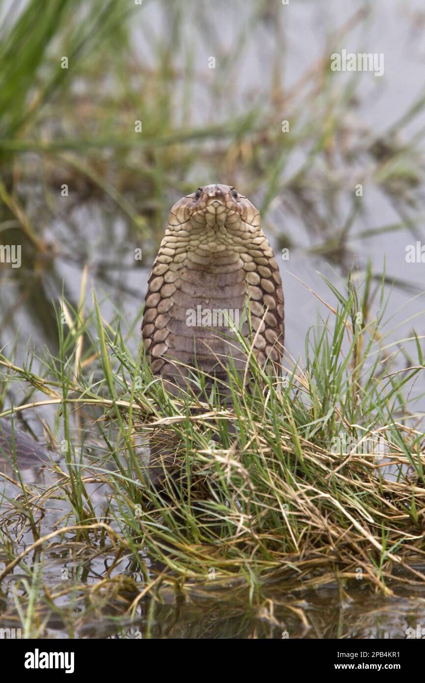 Mozambique Spitting Cobra, Mozambique Spitting Cobras, Red Spitting Cobra, Red Spitting Cobras, Cobra, Cobras, Other Animals, Venomous, Poisonous Snak Stock Photo