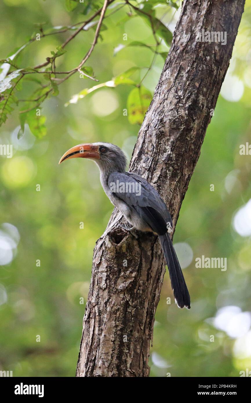 Malabar Grey Hornbill (Ocyceros griseus) adult male, perched on tree trunk, Goa, India, Asia Stock Photo