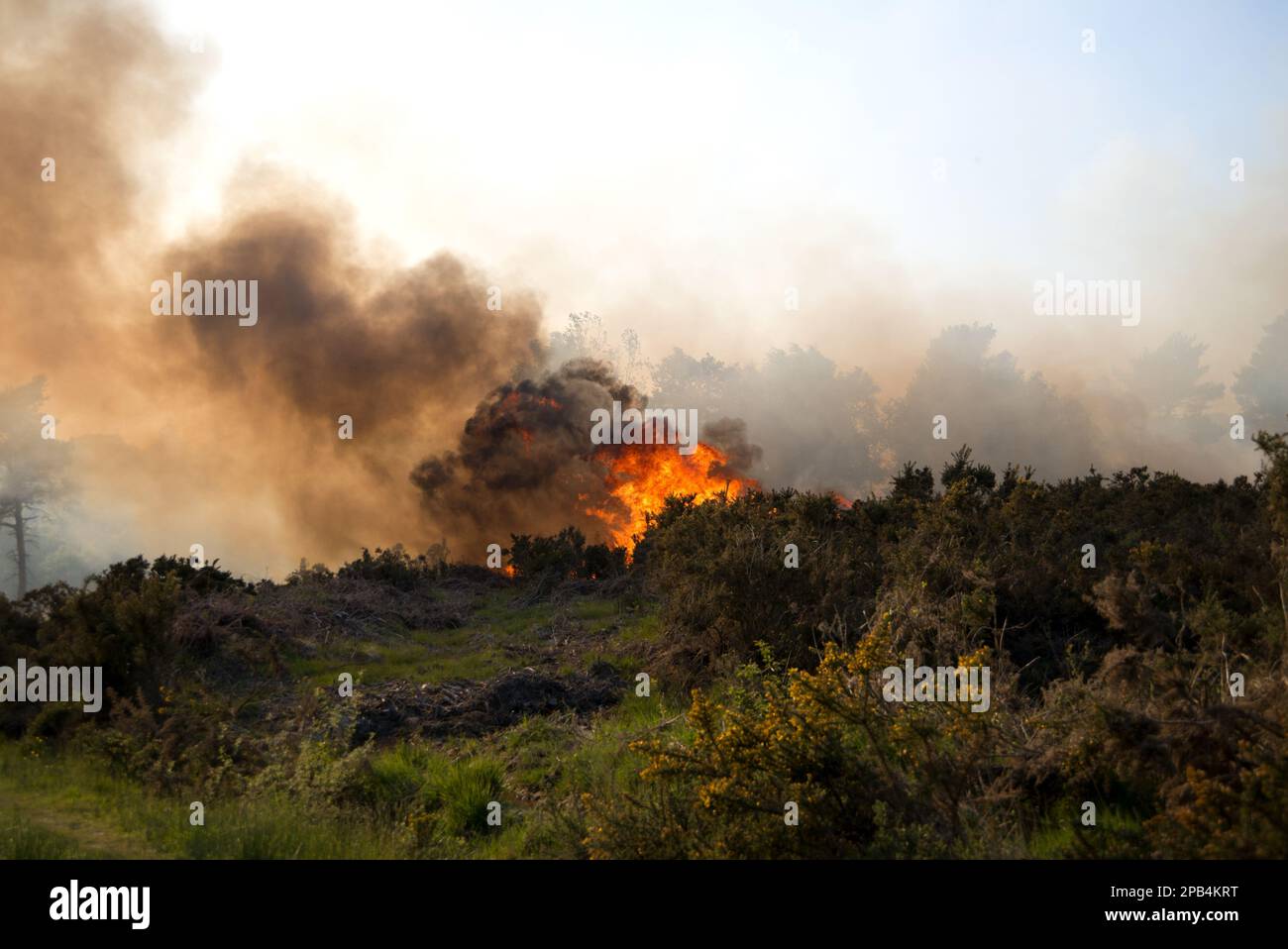 Fire on heathland, caused either by carelessness or arson, Ashdown Forest, East Sussex, England, United Kingdom, Europe Stock Photo