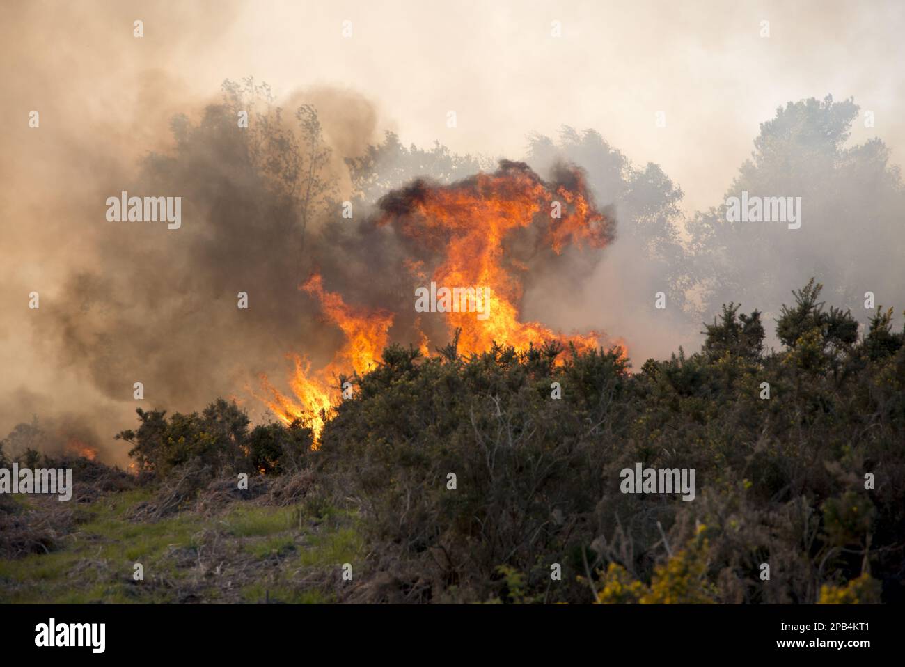 Fire on heathland, caused either by carelessness or arson, Ashdown Forest, East Sussex, England, United Kingdom, Europe Stock Photo