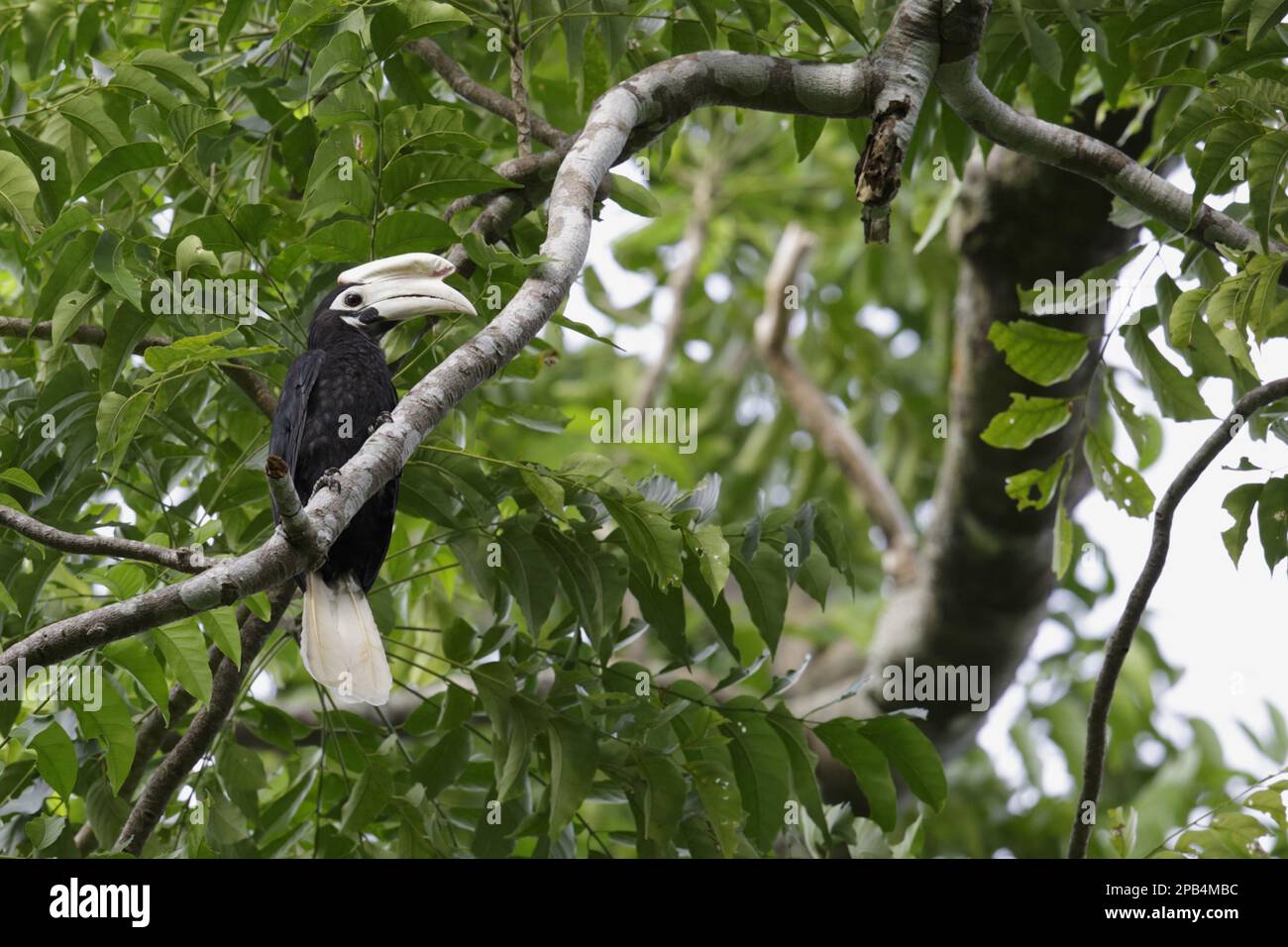 Palawan hornbill (Anthracoceros marchei), adult male, sitting on a branch in a tree, Puerto Princesa Underground River N. P. St. Paul Mountains, Palaw Stock Photo