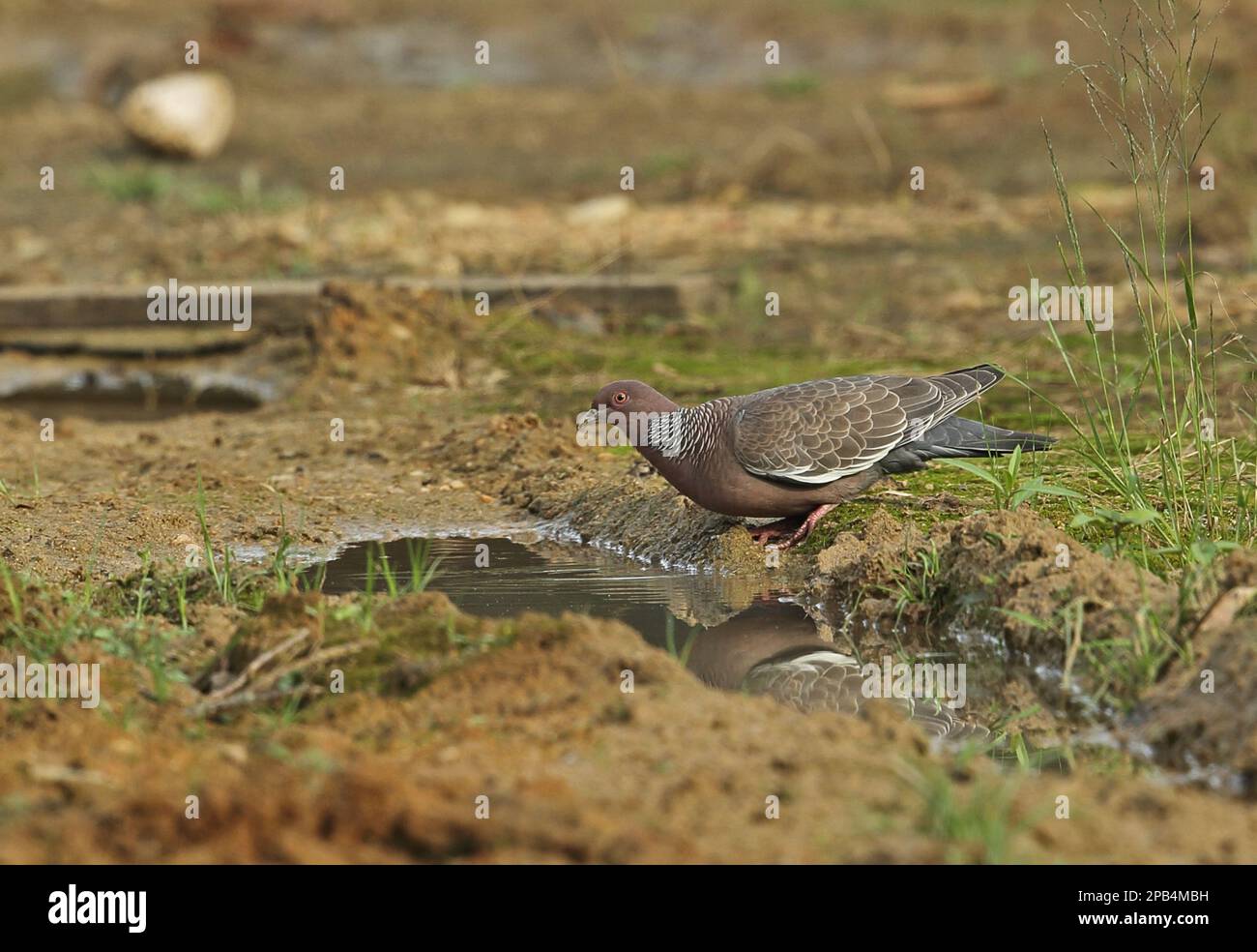 Picazuro pigeon (Patagioenas picazuro picazuro) adult, drinking from ...