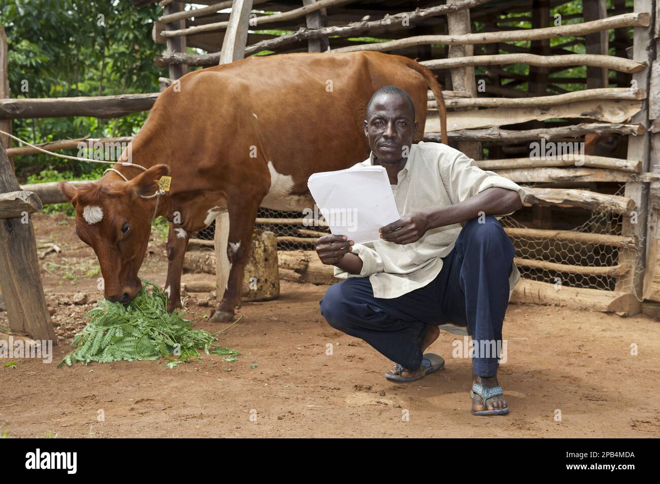 Domestic Cattle, Ayrshire heifer, feeding on leaves, with farmer reading milk records, Kenya, Africa Stock Photo