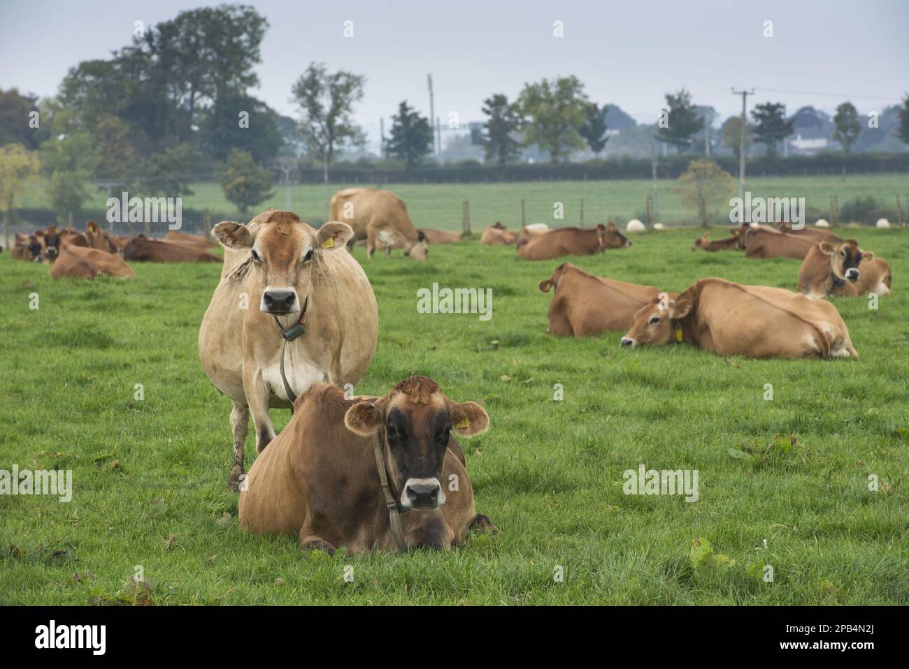 Jerseyrind, cows, dairy herd restg pasture, Cumbria, England, October, Jerseyrind, purebred, livestock, domestic animals, cloven-hoofed, animals, mamm Stock Photo
