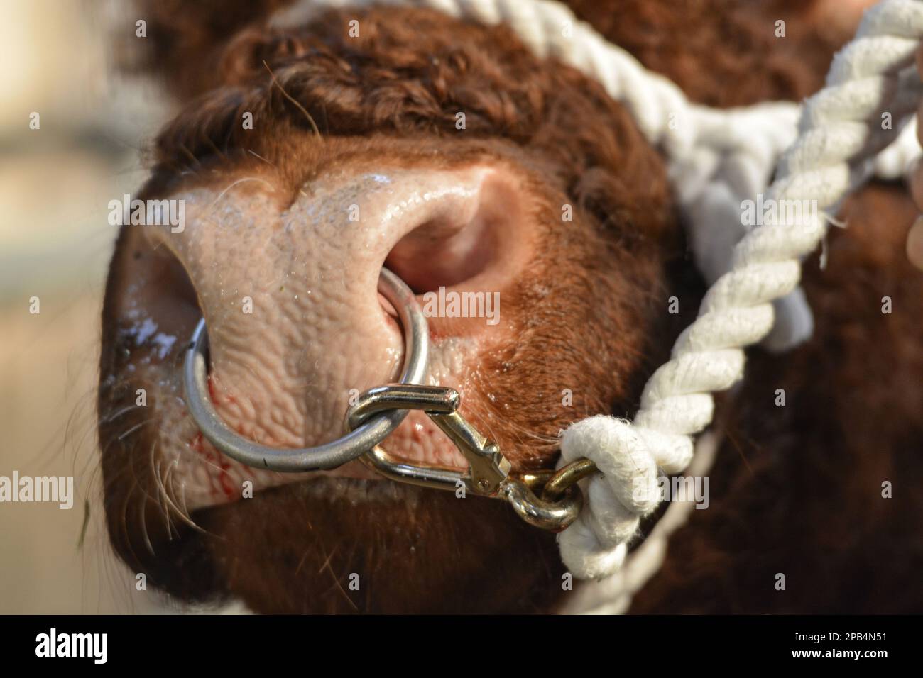 Bull nose ring store for sale