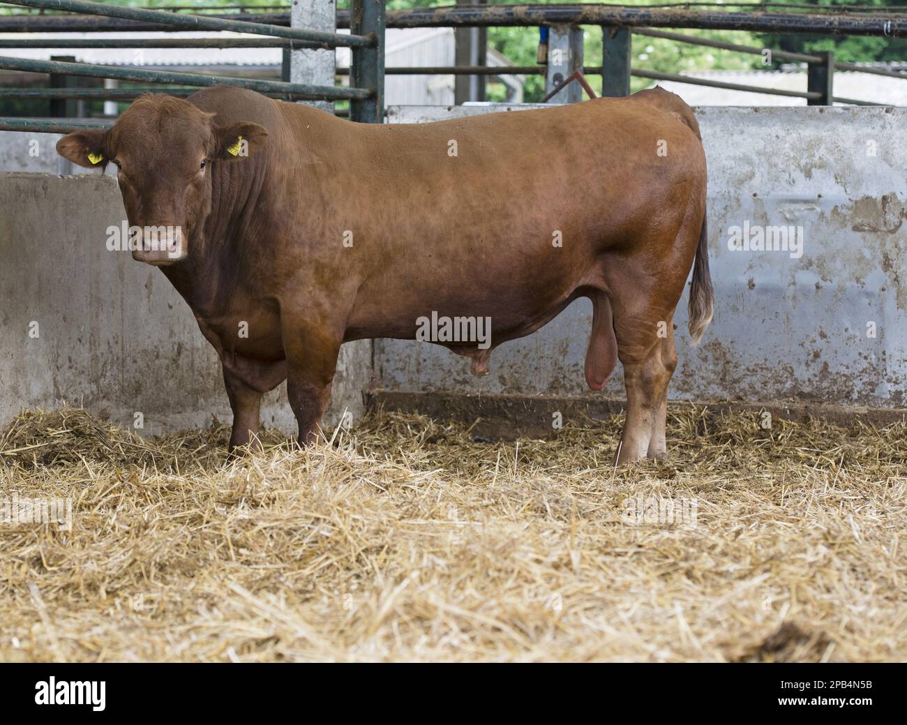 Stabiliser cattle, livestock, domestic animals, clovenhoofed, animals