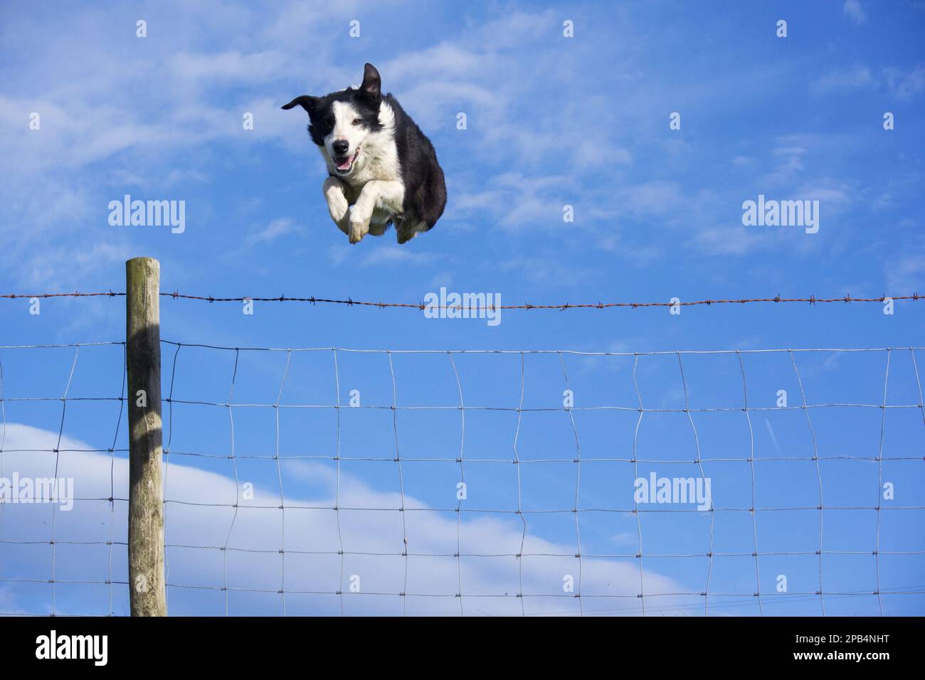 Domestic dog, border collie, working sheepdog, adult, jumping barbed