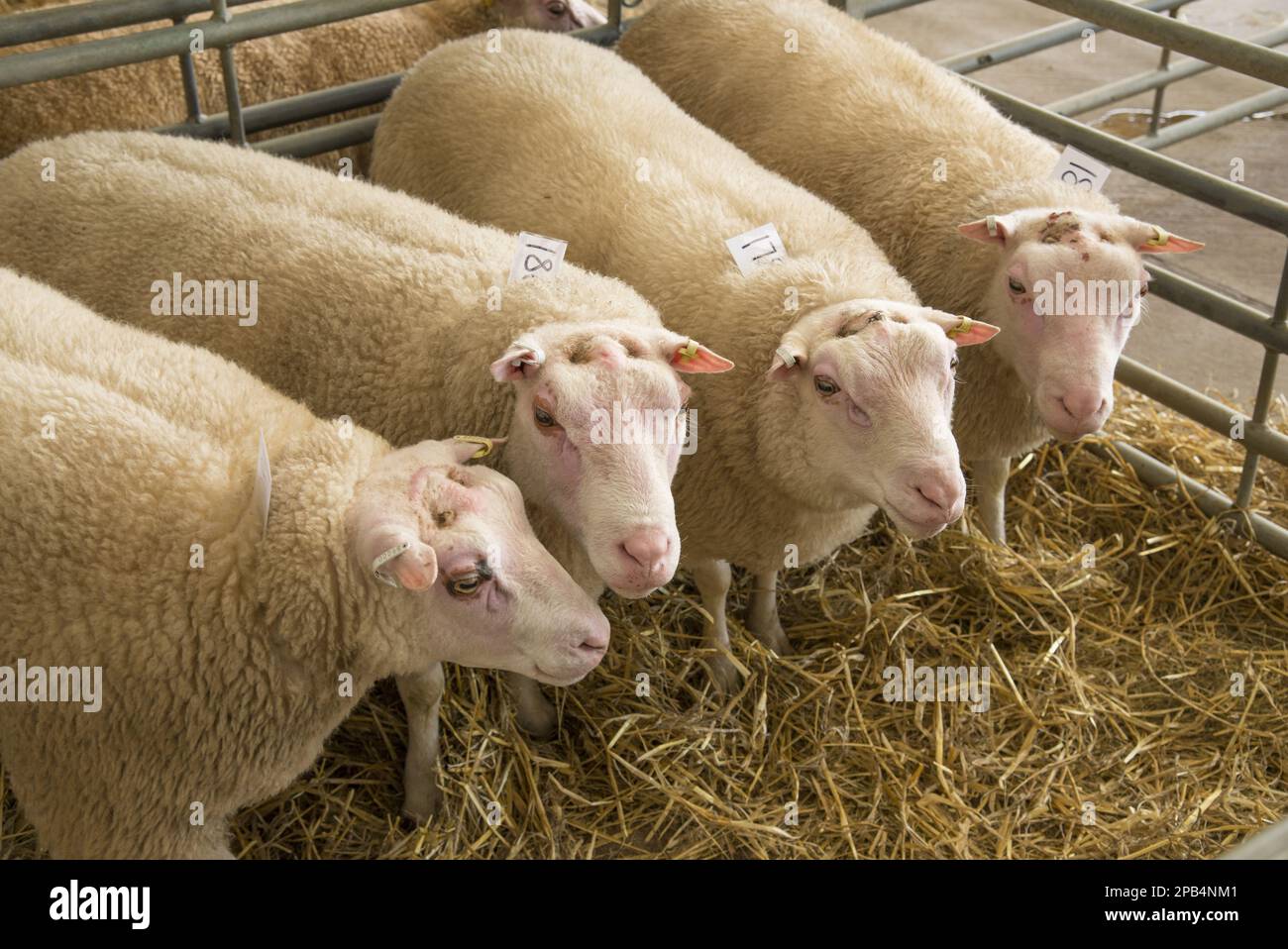 Charmoise Sheep, purebred, domestic animals, ungulates, livestock, cloven-hoofed, mammals, animals, domestic sheep, Domestic Sheep, Charmoise, four ad Stock Photo
