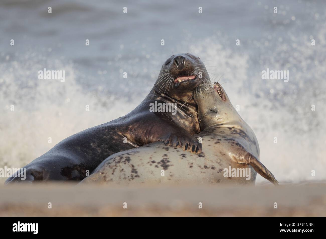 Grey Seal (Halichoerus grypus)pair courting before mating on