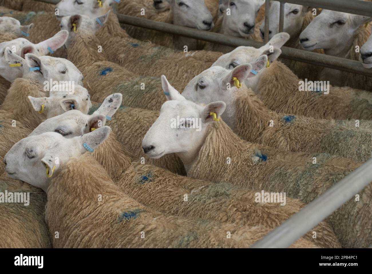 Domestic sheep, domestic animals, ungulates, farm animals (cloven-hoofed animals), mammals, animals, Domestic Sheep, White Welsh Mule ewes, in pen at Stock Photo