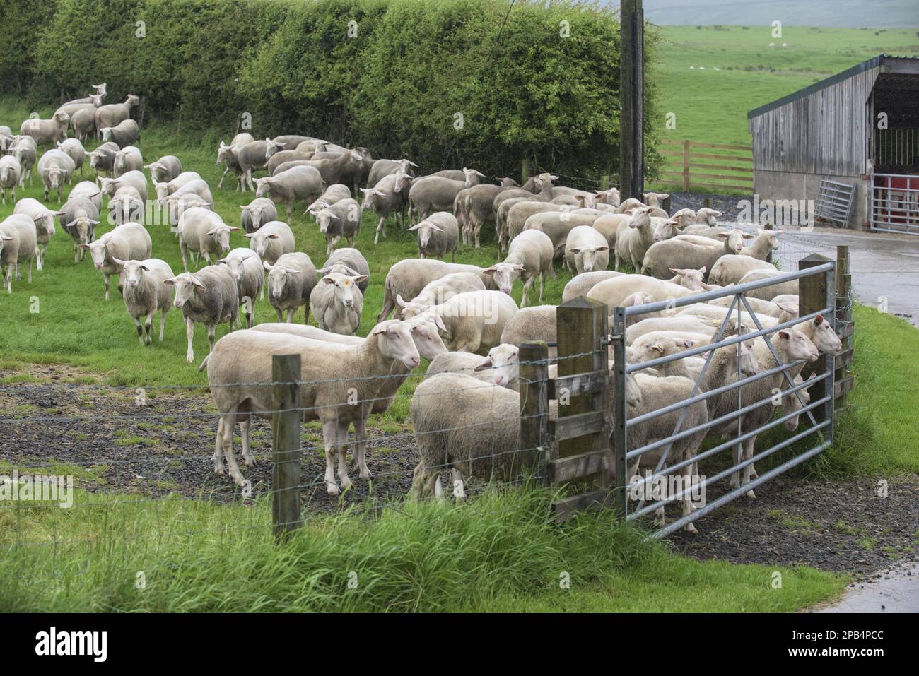 Friesian Dairy Sheep, purebred, domestic animals, ungulates, farm animals, cloven-hoofed, mammals, animals, domestic sheep, Domestic Sheep, Friesland Stock Photo