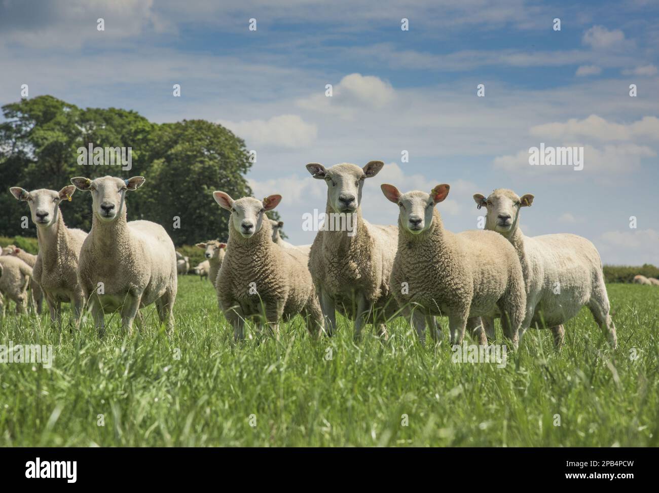 Domestic sheep, domestic animals, ungulates, livestock, cloven-hoofed, mammals, animals, Domestic Sheep, Aberfield x New Zealand Romney ewes with Aber Stock Photo