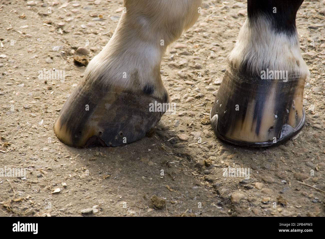 Horse without horse shoe hi-res stock photography and images - Alamy