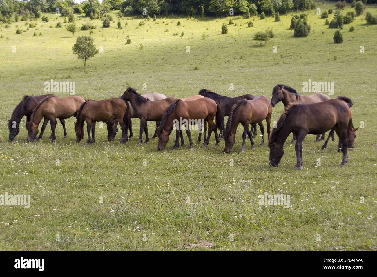 Hungarian Hutsul horses, Hutsuls are a very typical type of mountain