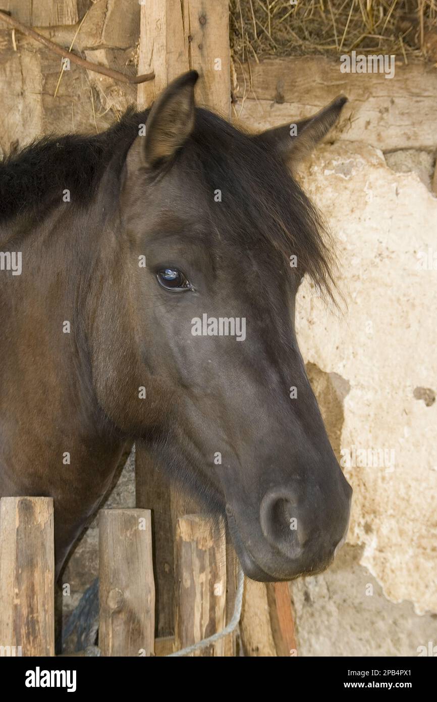 Hungarian Hutsul horses, Hutsuls are a very typical type of mountain