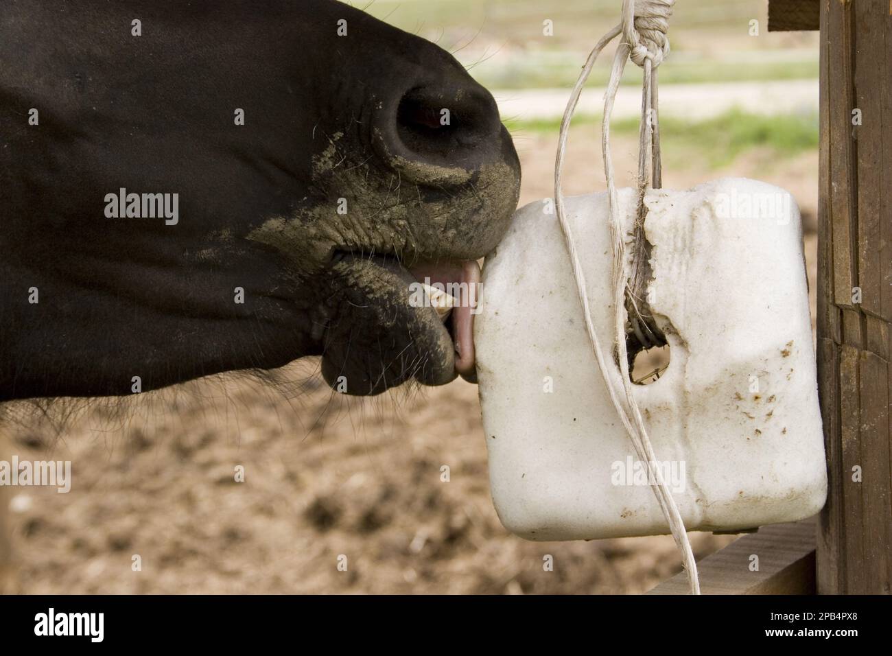 Hutsuls, pedigree horses, purebred, pets, ungulates, livestock, oddtoed ungulates, mammals