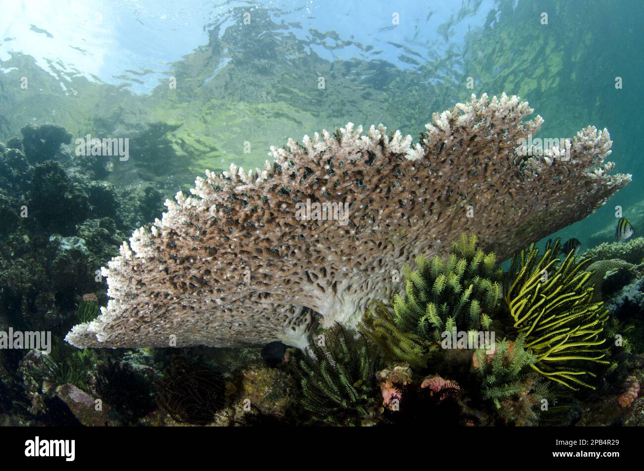 Table coral in reef habitat, Horseshoe Bay, Nusa Kode, Rinca Island, Komodo N. P. Lesser Sunda Islands, Indonesia, Asia Stock Photo
