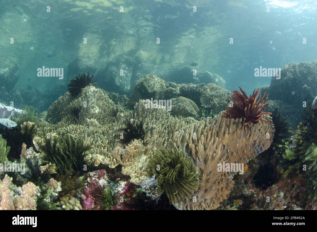 View of coral reef habitat, Horseshoe Bay, Nusa Kode, Rinca Island, Komodo N. P. Lesser Sunda Islands, Indonesia, Asia Stock Photo