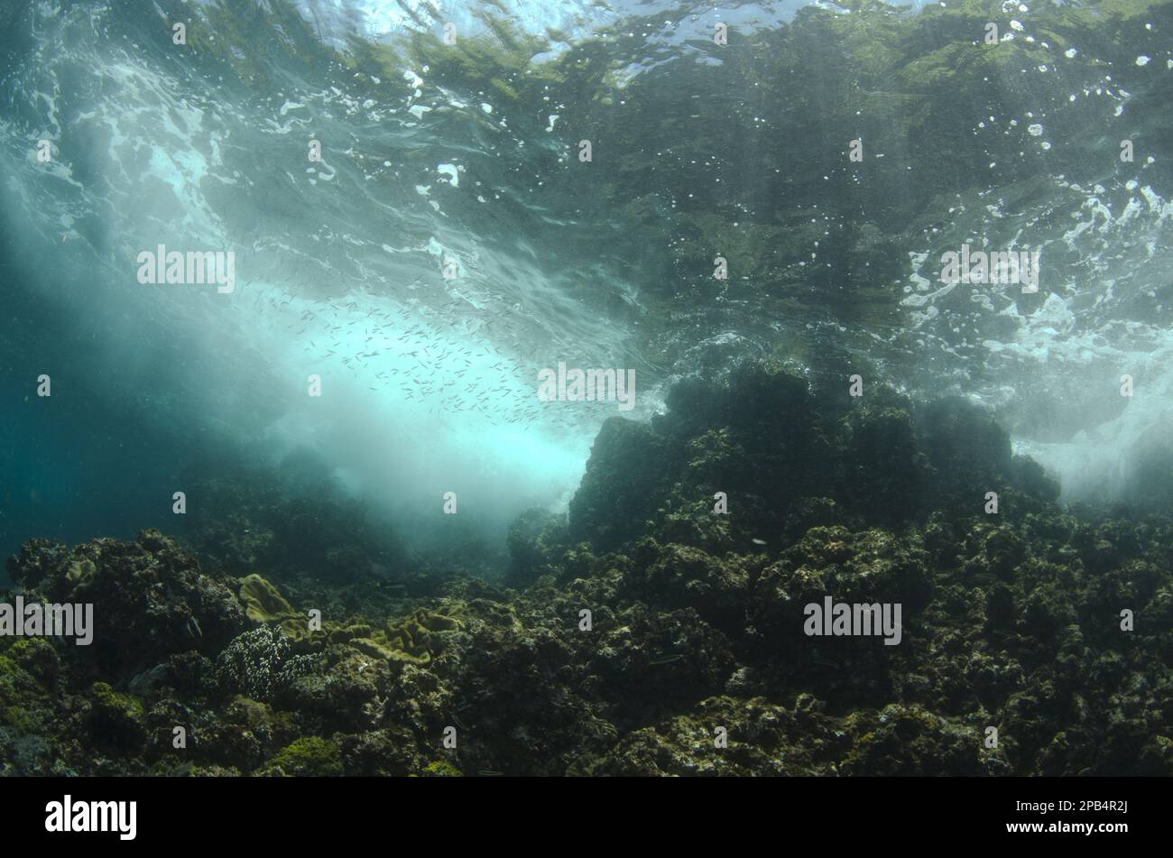 View of tropical reef habitat with fish shoal, Horseshoe Bay, Nusa Kode, Rinca Island, Komodo N. P. Lesser Sunda Islands, Indonesia, Asia Stock Photo