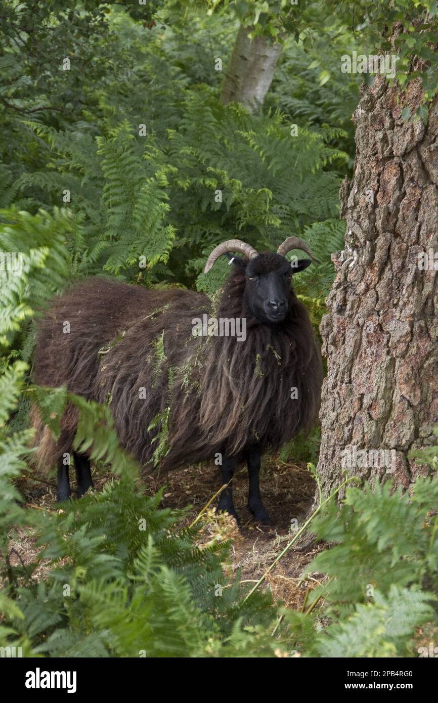 Hebridean sheep, Hebridean sheep, purebred, domestic animals, ungulates