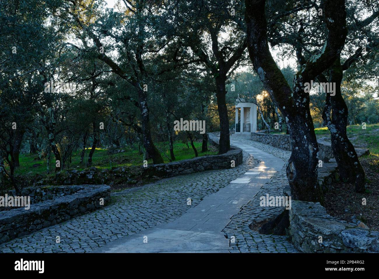 Holm Oak (Quercus ilex), Valinhos, Fatima, Regiao do Centro, Portugal ...