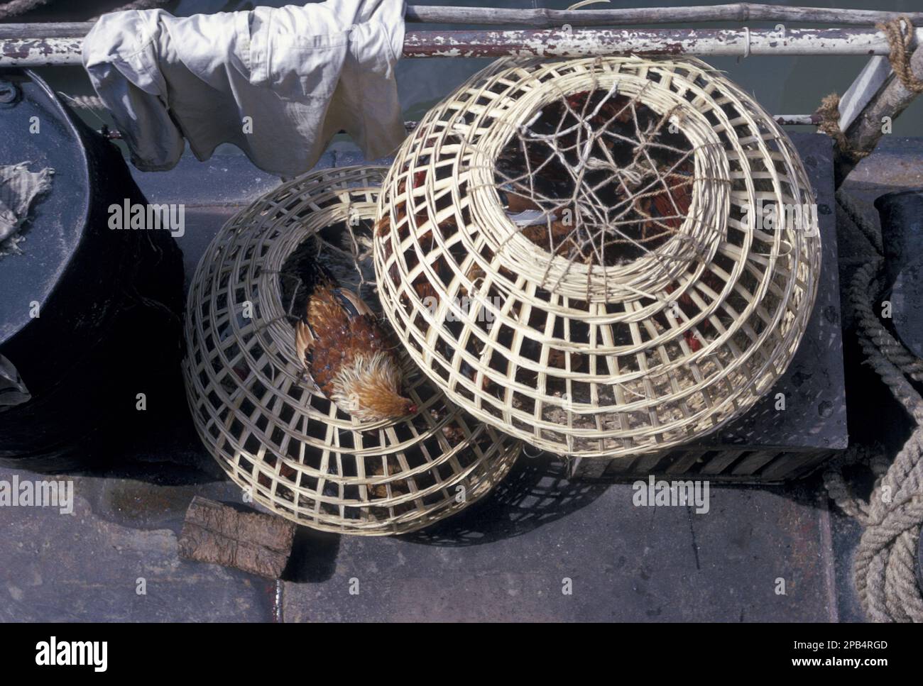 Chickens in a basket coup, sunderbans, Bangladesh, December 1967, Asia Stock Photo