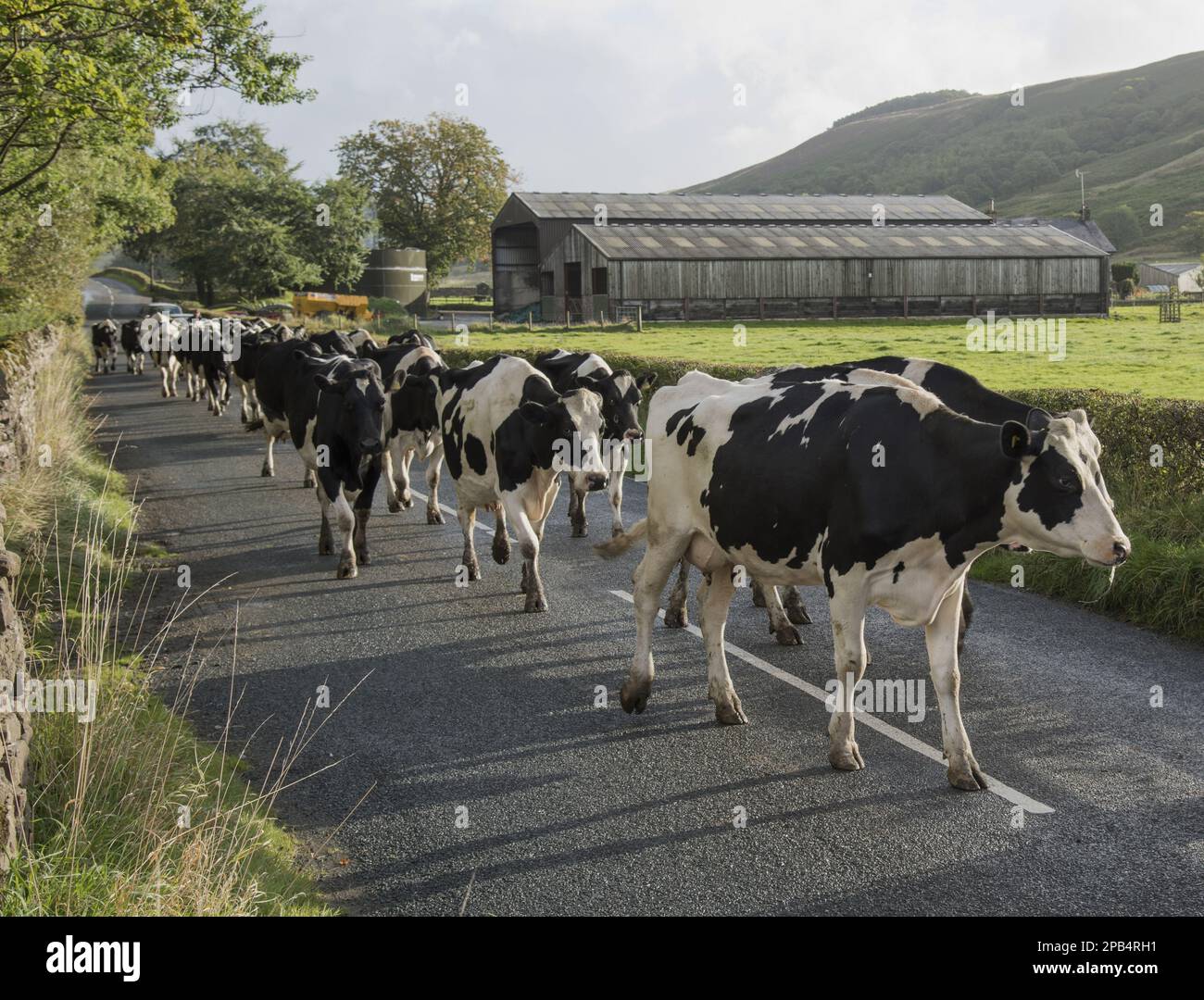 Holstein cattle, Holstein cattle, purebred, livestock, domestic animals, cloven-hoofed, animals, mammals, ungulates, domestic cattle, cattle, Dairy fa Stock Photo