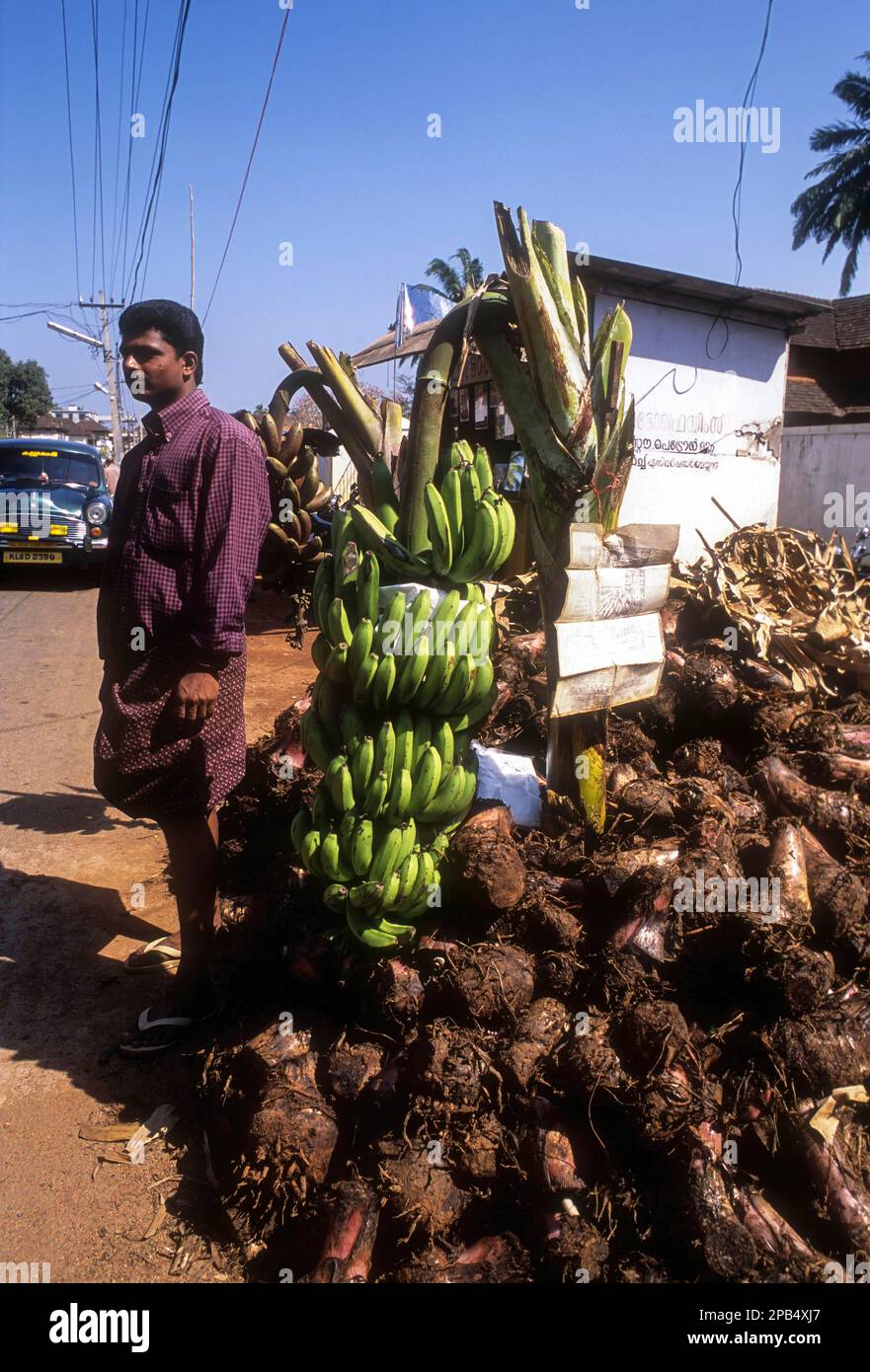 Selling plantain seedlings, Kerala, India, Asia Stock Photo