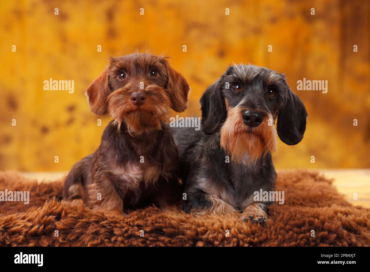 Dwarf greyhound dachshund, male and puppy Stock Photo Alamy