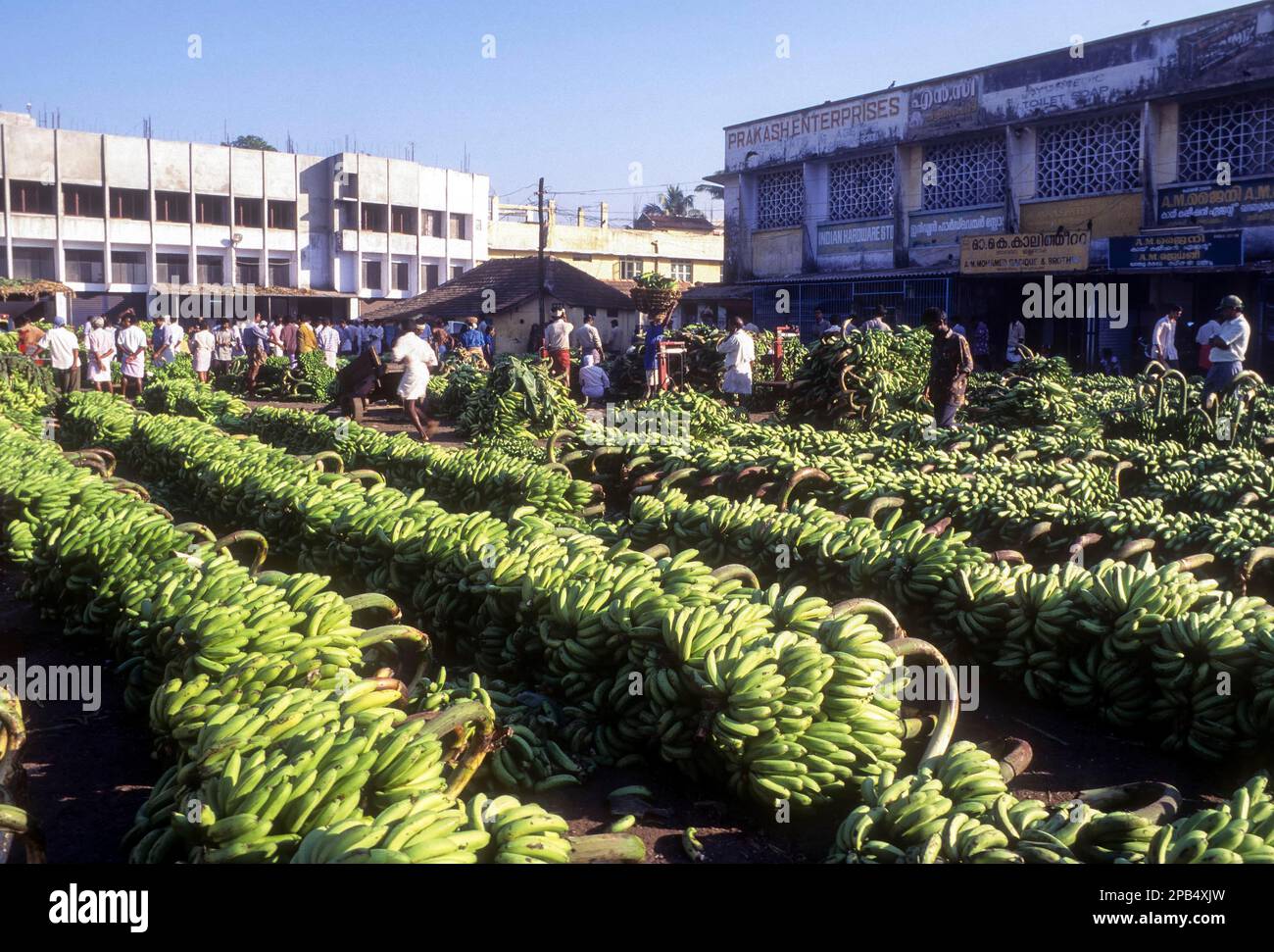 Banana market at Ernakulam in Kerala, India, Asia Stock Photo Alamy