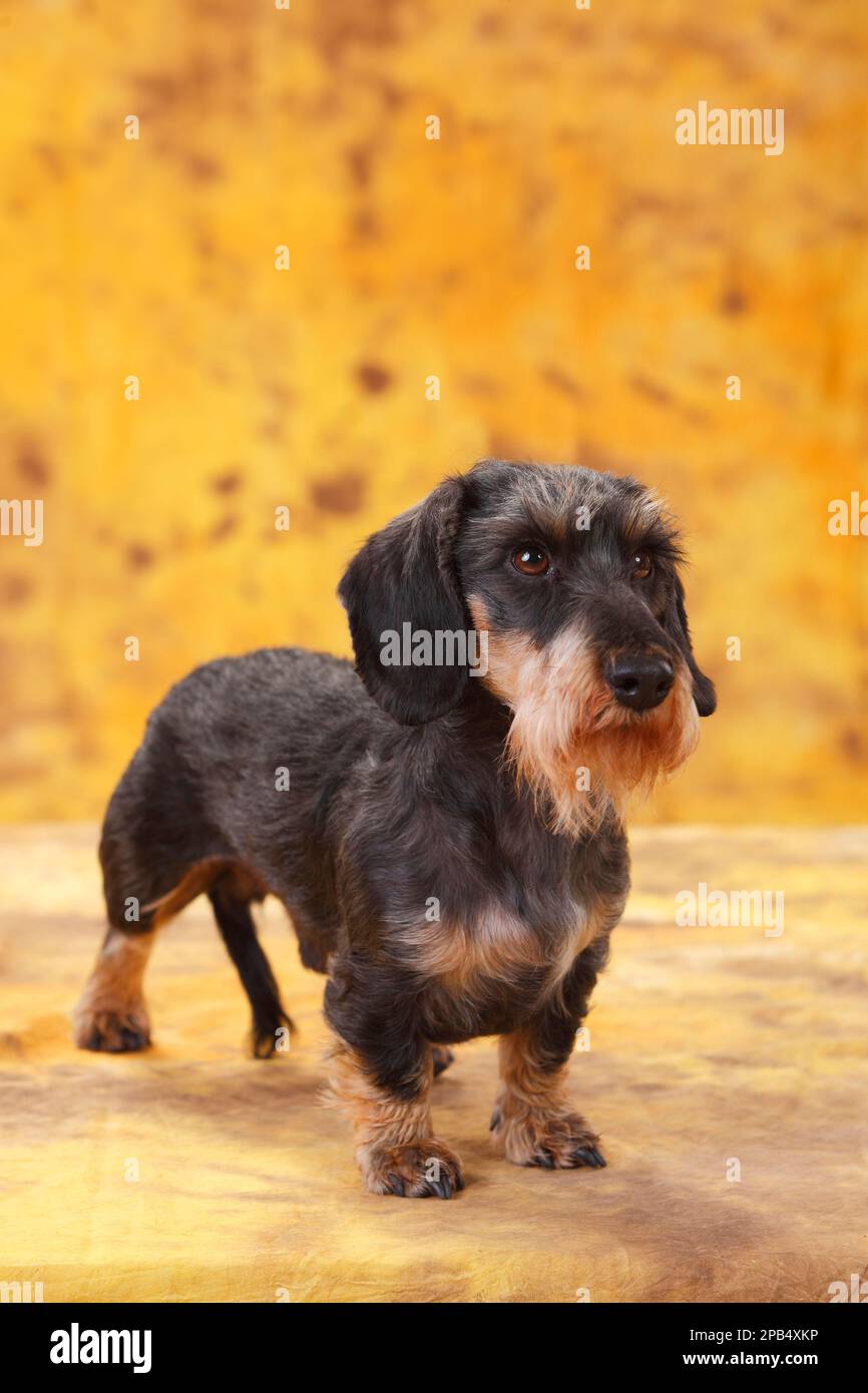 Long haired grey dachshund cheap