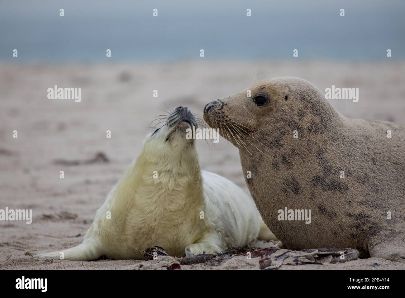 Grey seal (Halichoerus grypus), dune, Helgoland, Schleswig-Holstein, Germany, Europe Stock Photo