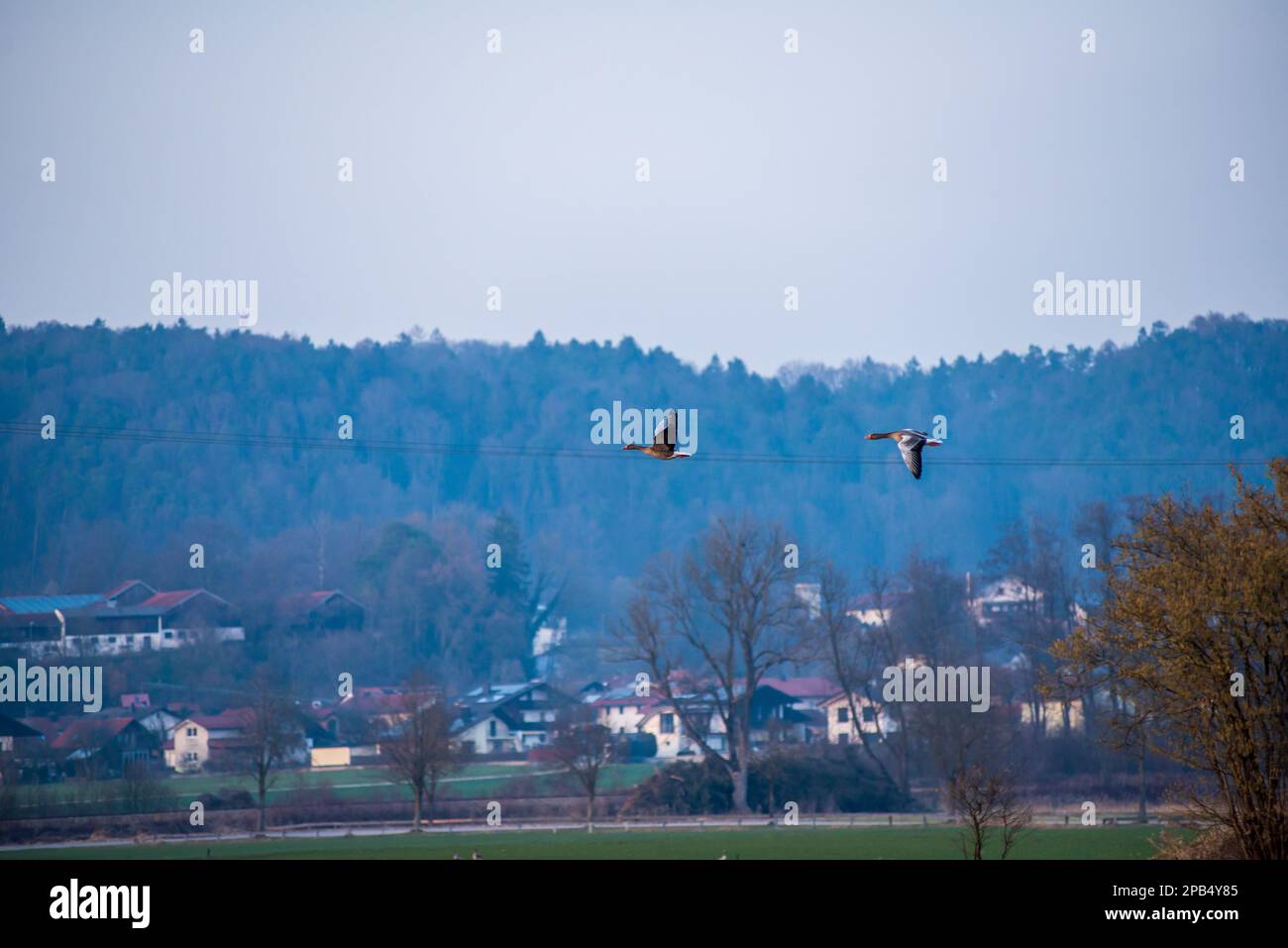 Couple of geese flying low over a field. Stock Photo