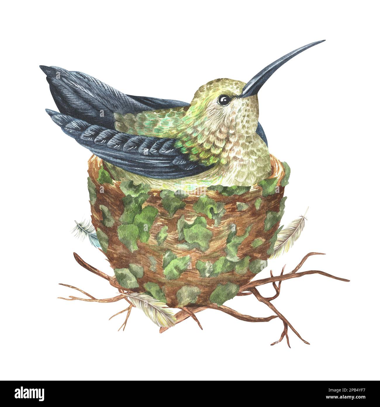 The hummingbird sits in a nest. Tropical exotic bird. Watercolor