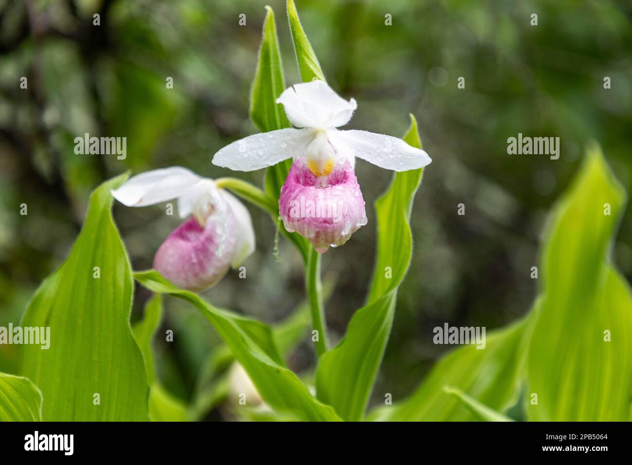 Showy Lady Slipper Orchids in Minnesota Stock Photo