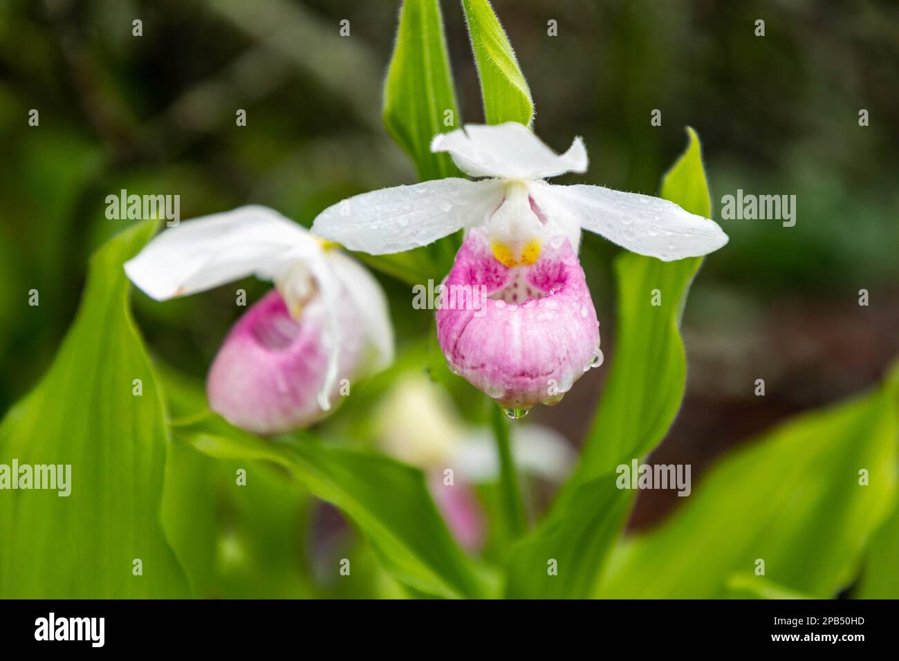 Showy Lady Slipper orchids in Minnesota Wild Stock Photo