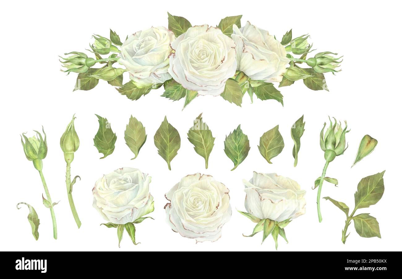 Set of white rose buds and leaves separately. Composition of flowers. Watercolor illustration. Isolated on a white background.For design of stickers, Stock Photo