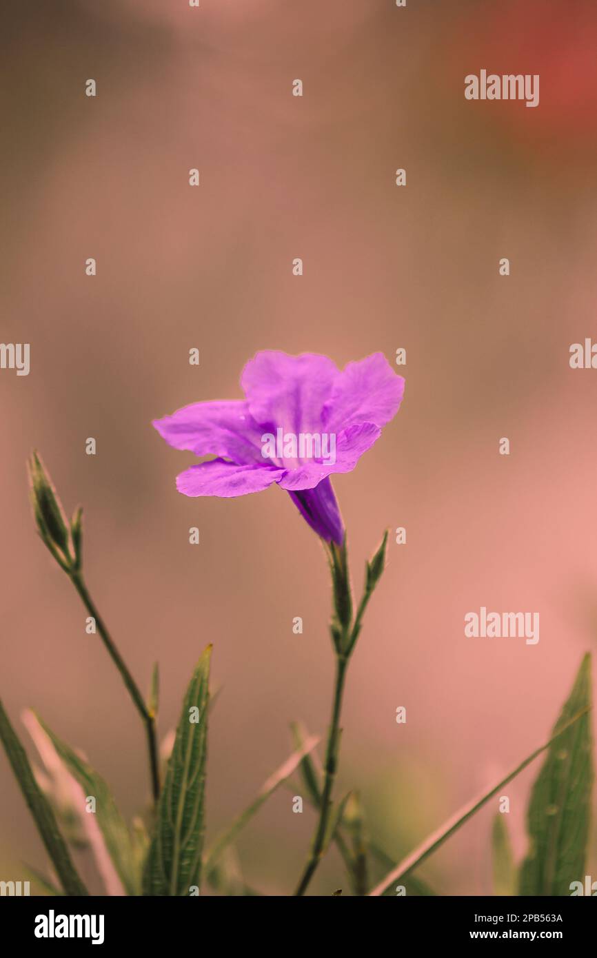 Ruellia simplex: Single flower, purple or pink flower, 5 purple calyx. Stock Photo