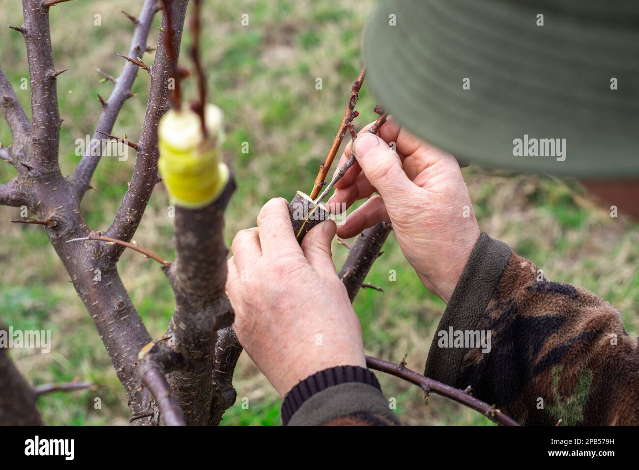 A gardener covers the cut of a fruit tree with orchard wax to prevent  disease Stock Photo - Alamy