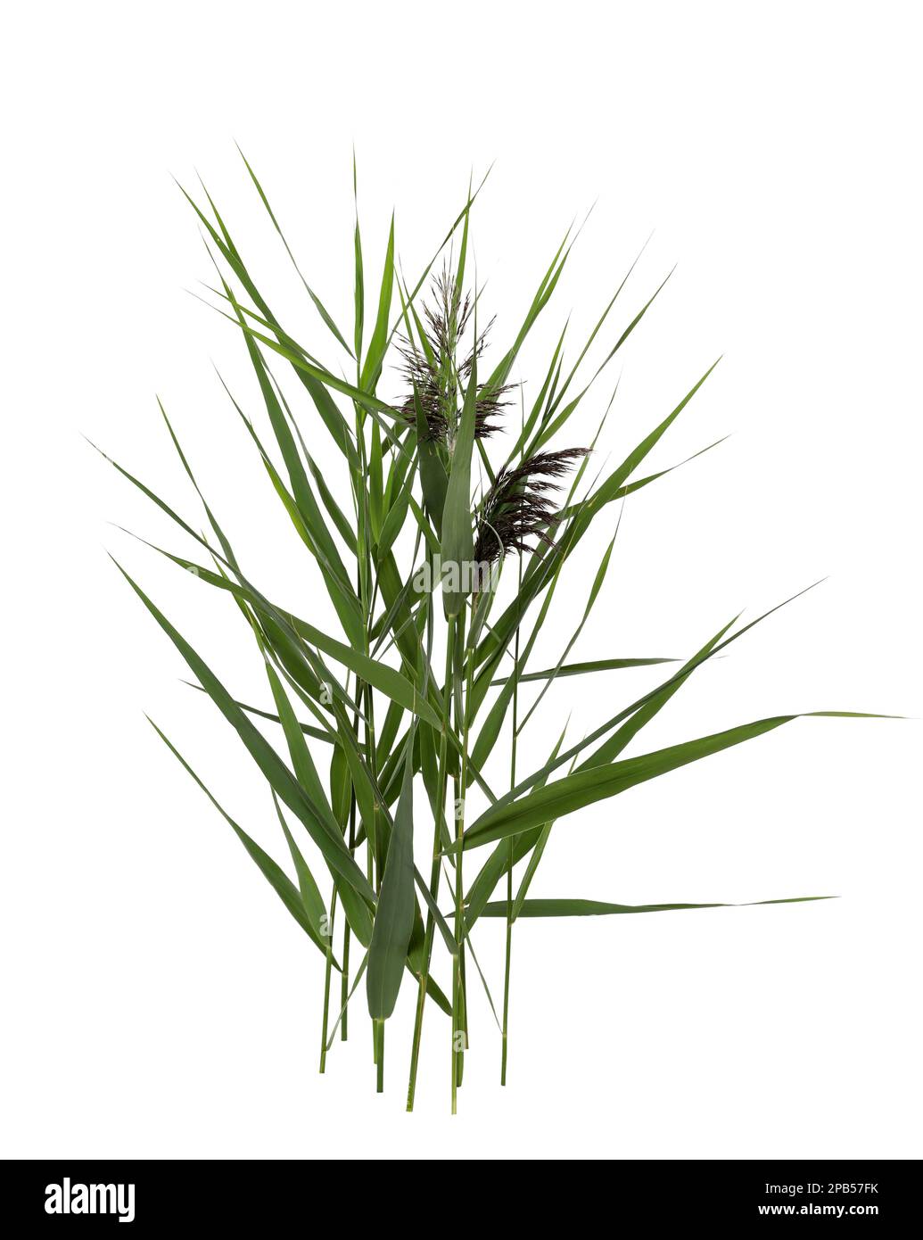 Beautiful reeds with lush green leaves and seed head on white