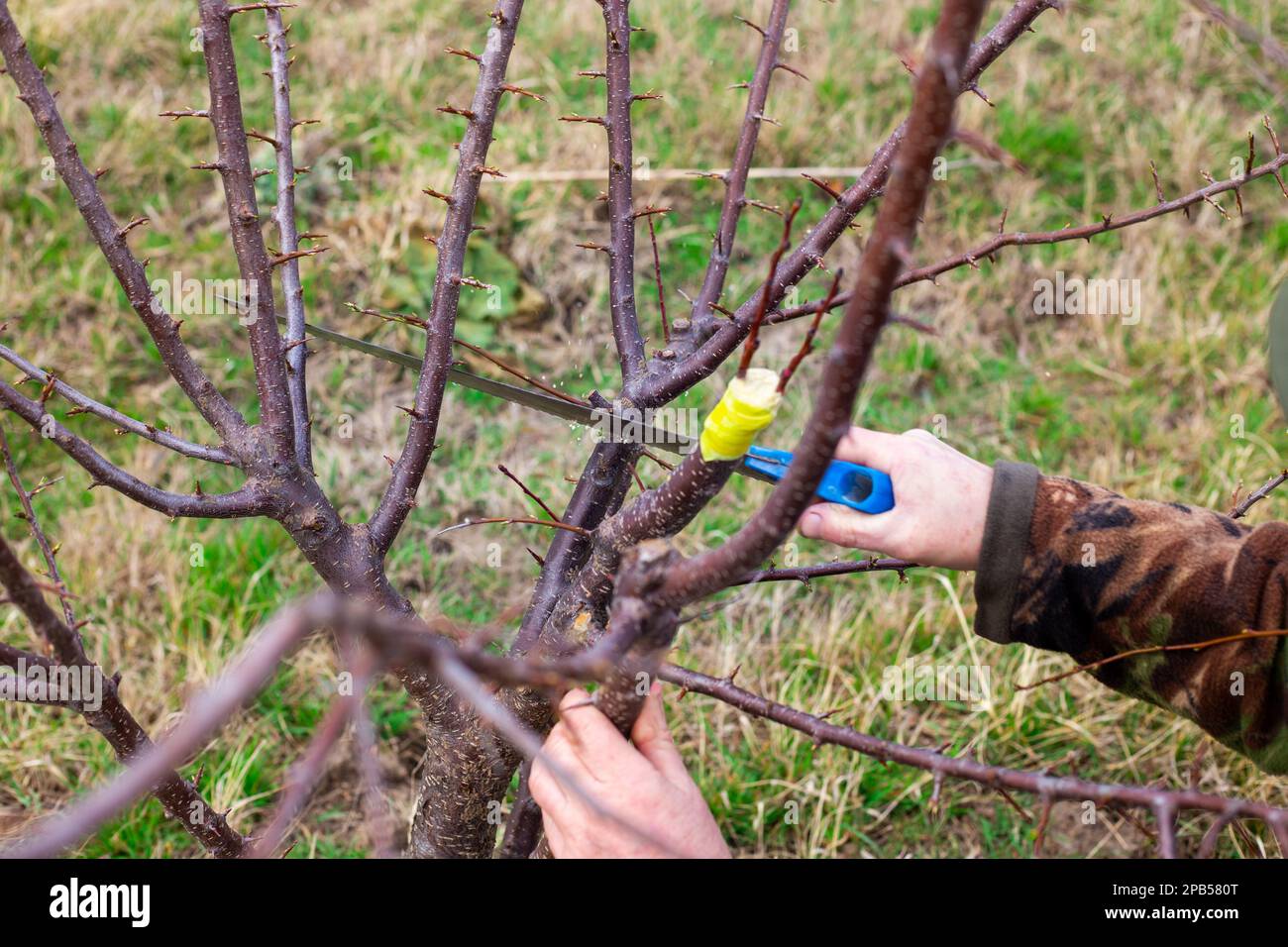 Tree grafting - Stock Image - E770/0967 - Science Photo Library