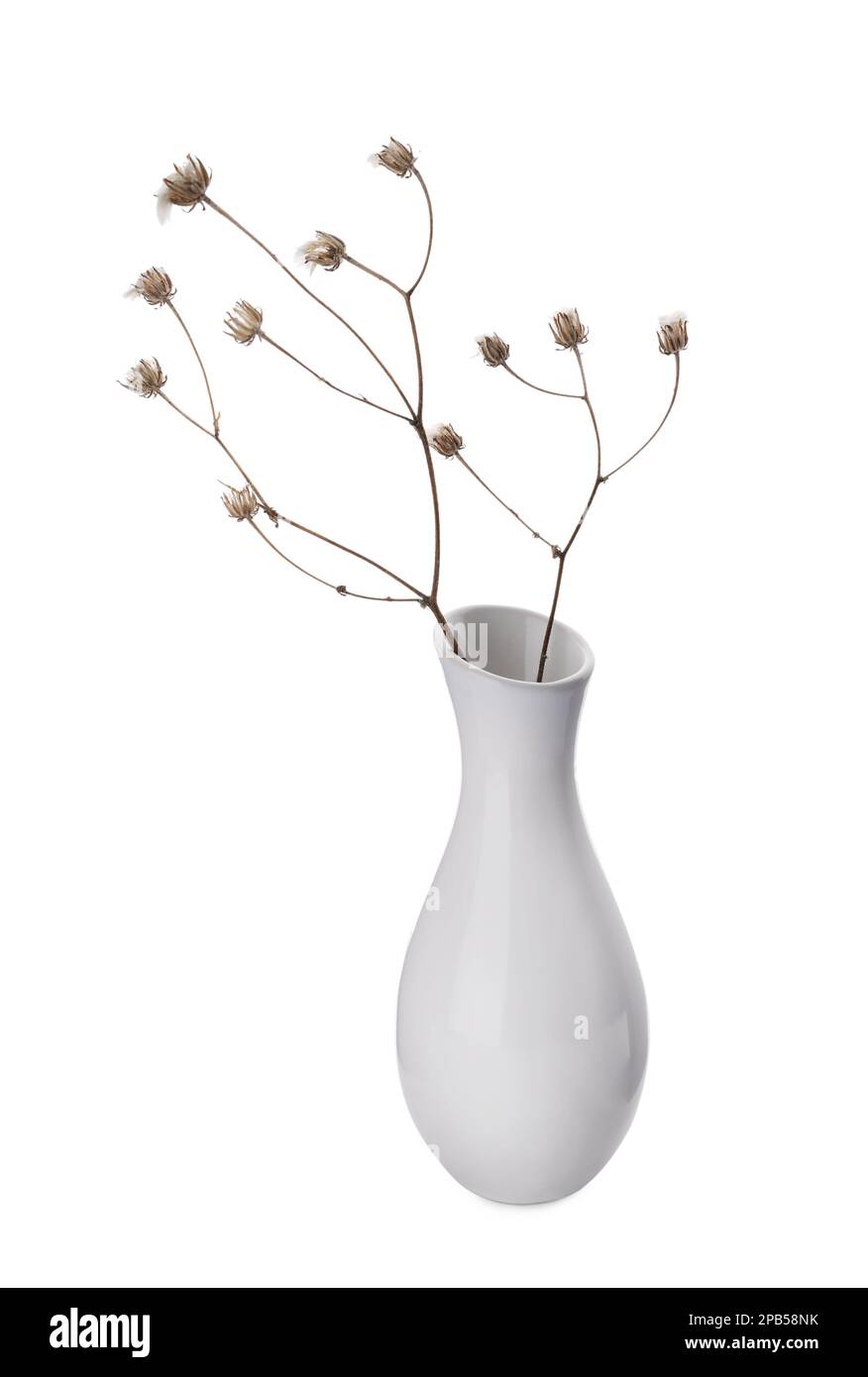 Beautiful plant in ceramic vase on white background Stock Photo - Alamy