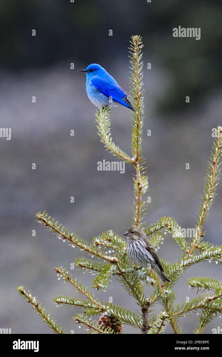 Mountain Bluebird Male and Femaie Pair on pine tree at Yellowstone National Park Stock Photo