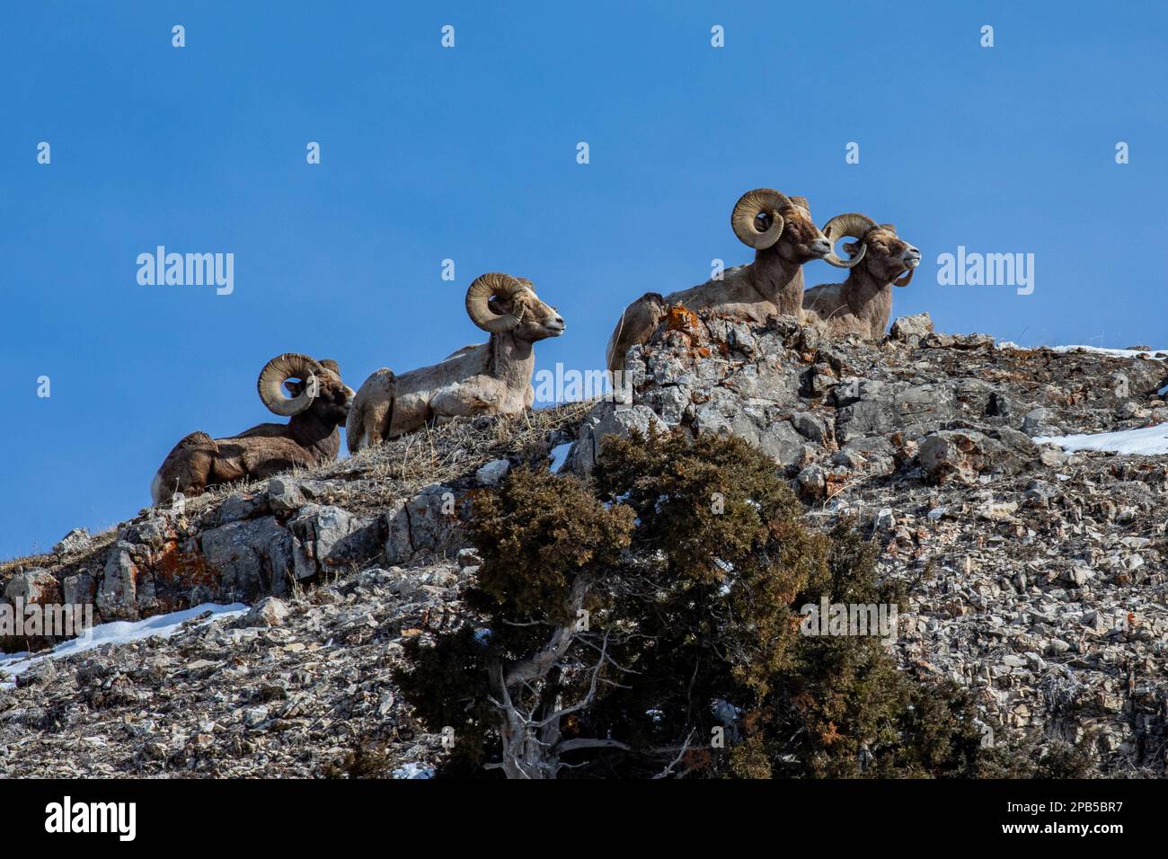 High above the Lamar Valley of Yellowstone National Park these Big Horn ...