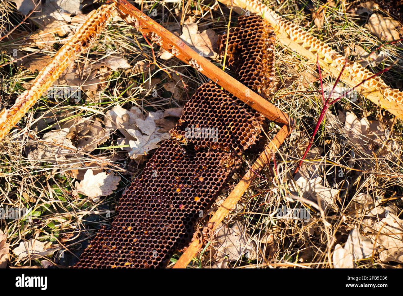 Smashed Bee Dead hive hi-res stock photography and images - Alamy