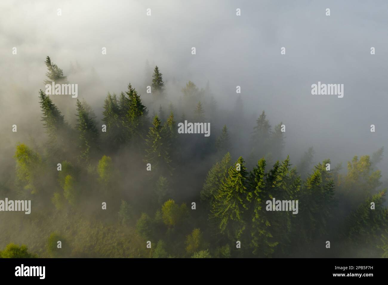 Aerial view of beautiful landscape with misty forest Stock Photo - Alamy